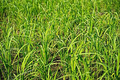 肉腿回来了！ 光荣特库摩宣布推出《莱莎的炼金工房 ～秘密三部曲～ DX》